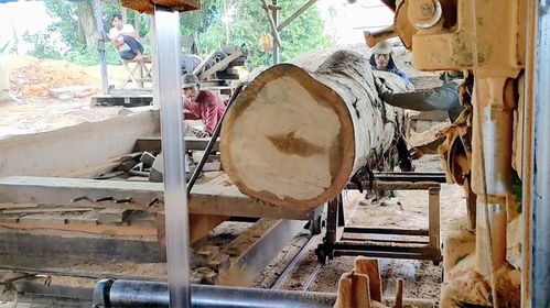 木材加工厂 今天碰到了一根硬木头,但是不知道是什么品种